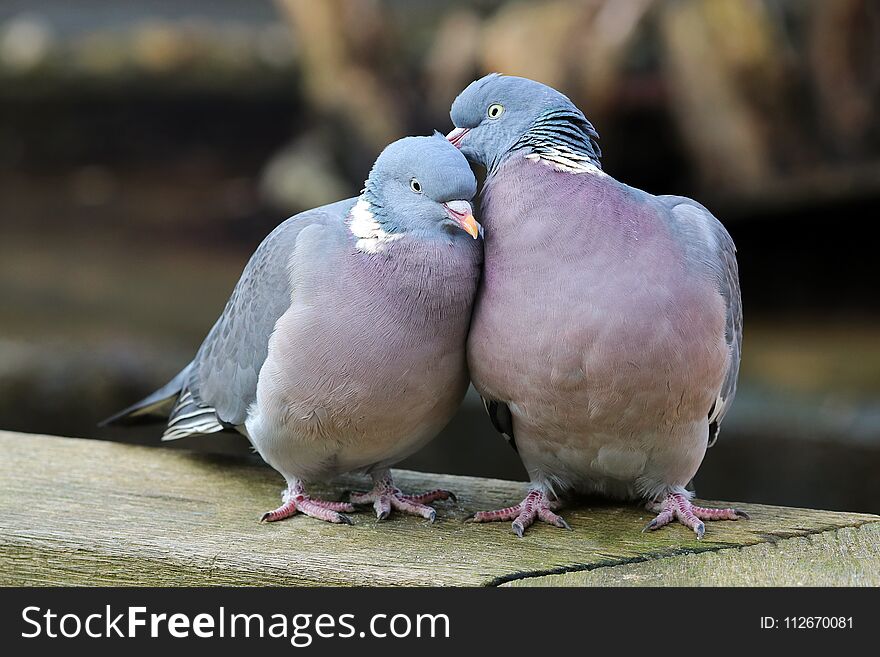Two Wood pigeons in love