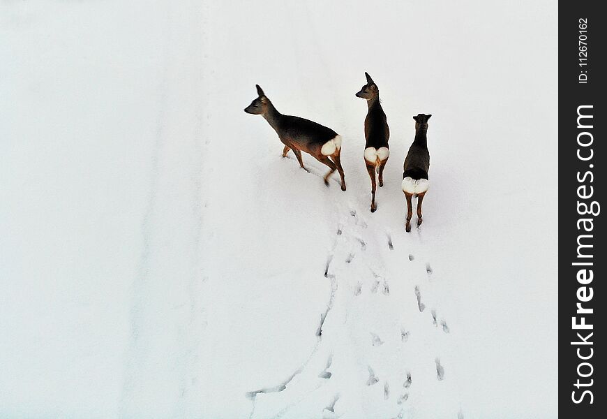 Three roe deers in snowy meadow in winter