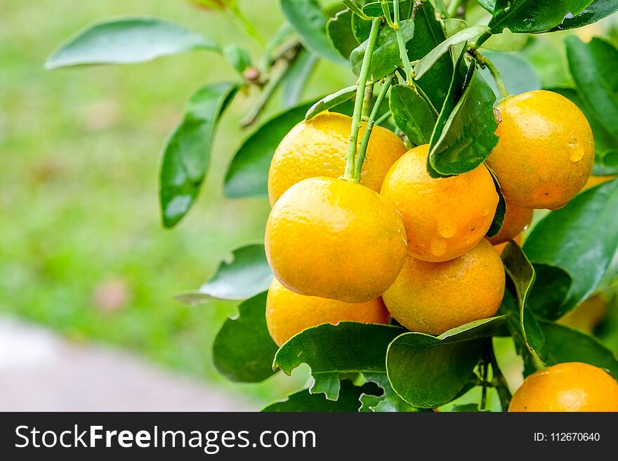 Bunch of ripe oranges hanging on a tree.