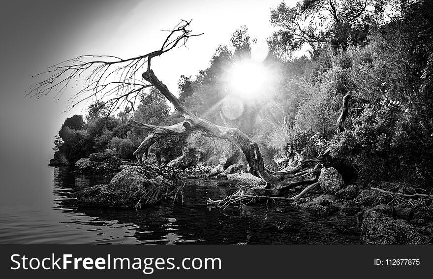 Water, Nature, Tree, Black And White