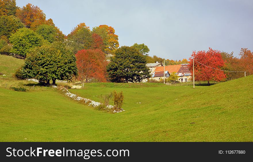 Nature, Leaf, Property, Tree