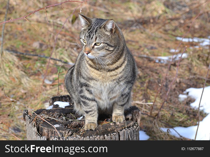 Cat, Dragon Li, Mammal, Small To Medium Sized Cats