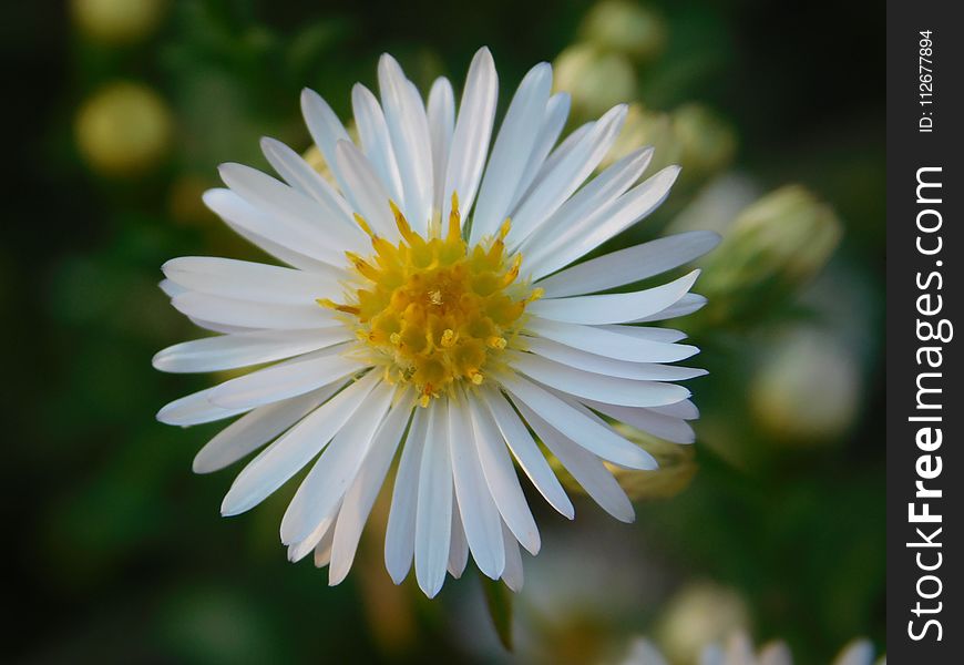 Flower, Flora, Aster, Chamaemelum Nobile