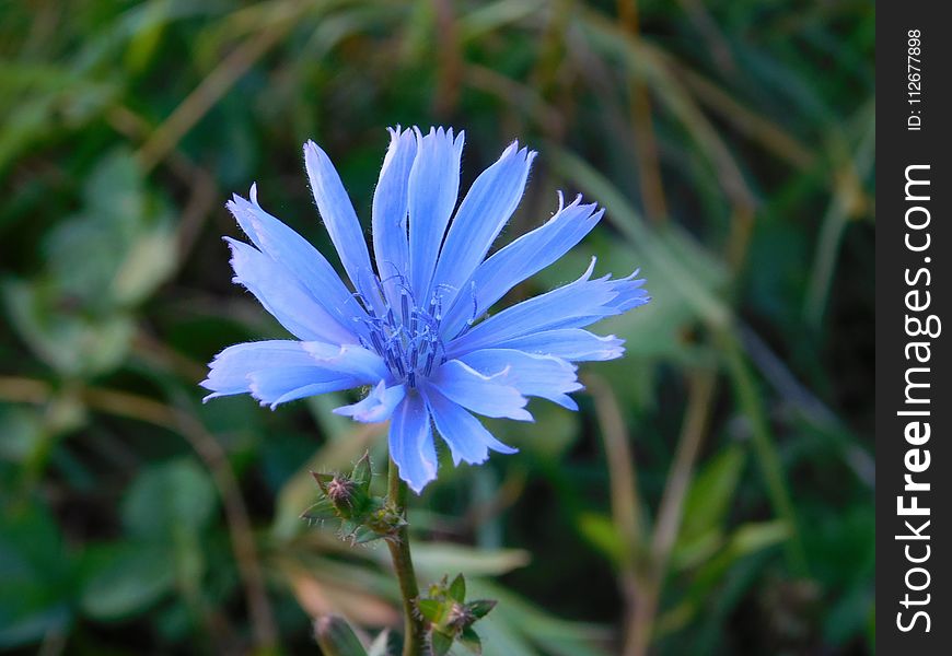 Blue, Plant, Flora, Flower