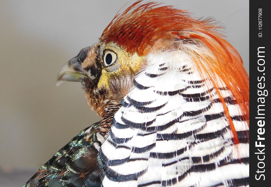 Beak, Fauna, Feather, Close Up