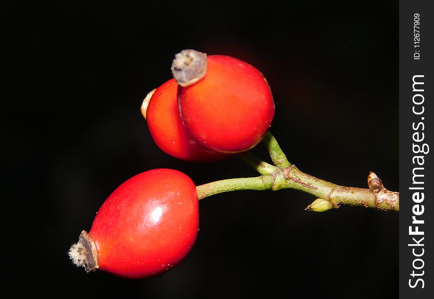 Rose Hip, Fruit, Close Up, Berry
