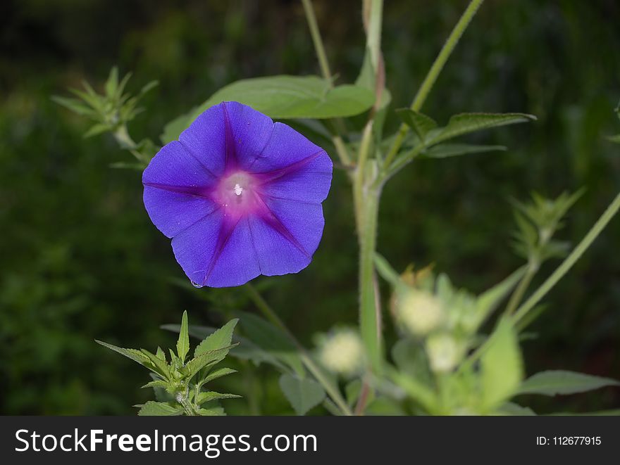 Flower, Plant, Flora, Morning Glory Family