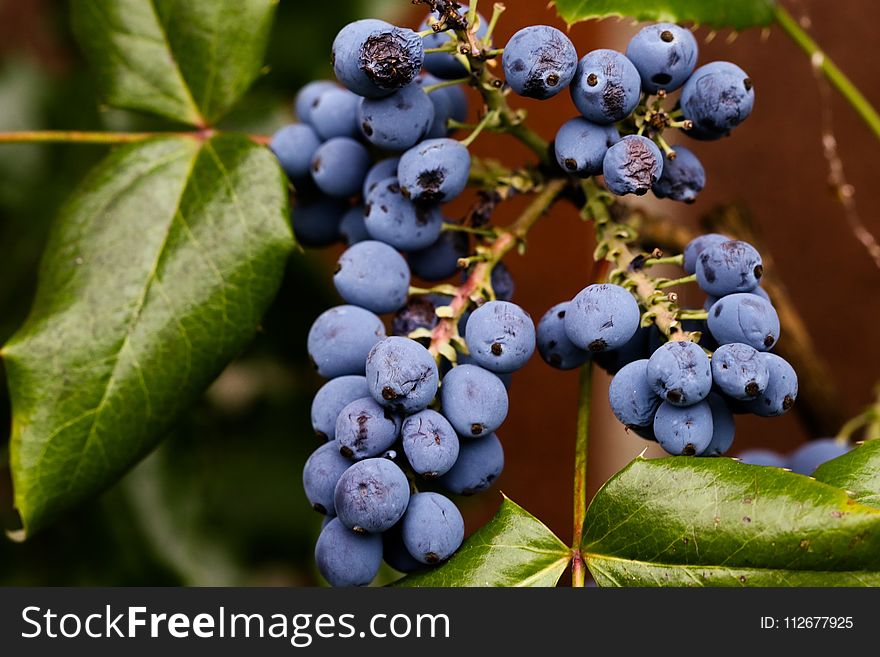 Blueberry, Berry, Fruit, Bilberry