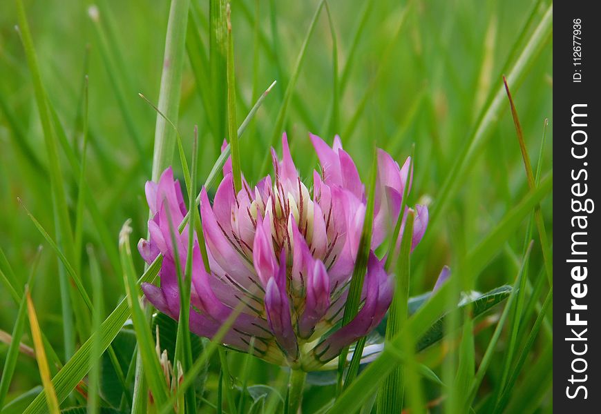 Plant, Flower, Flora, Grass