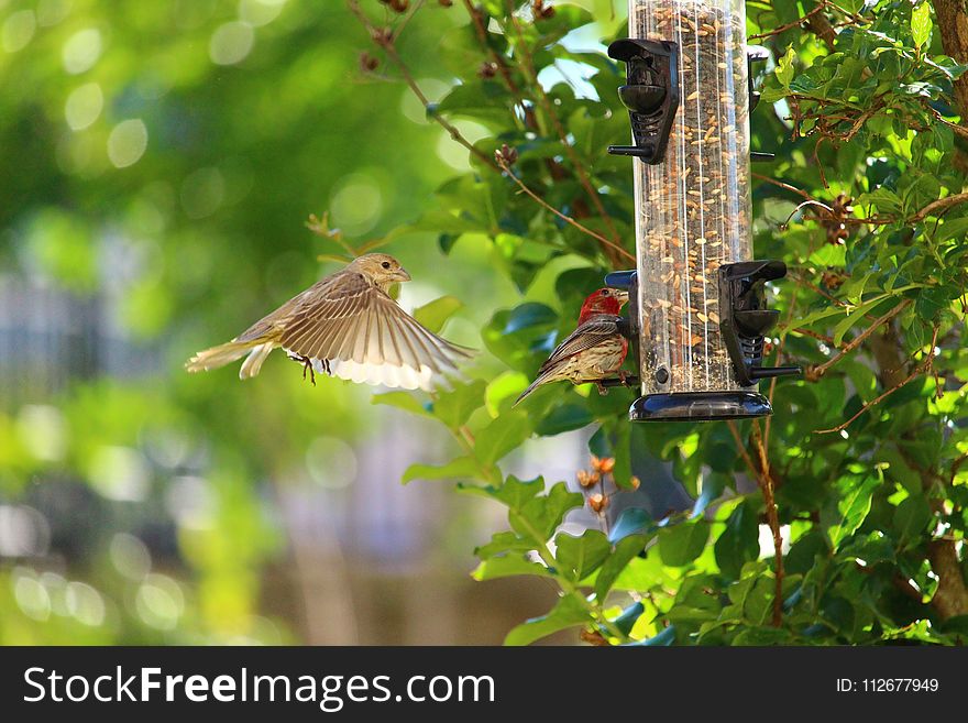 Bird, Fauna, Ecosystem, Beak