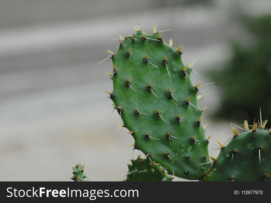 Cactus, Plant, Thorns Spines And Prickles, Nopal