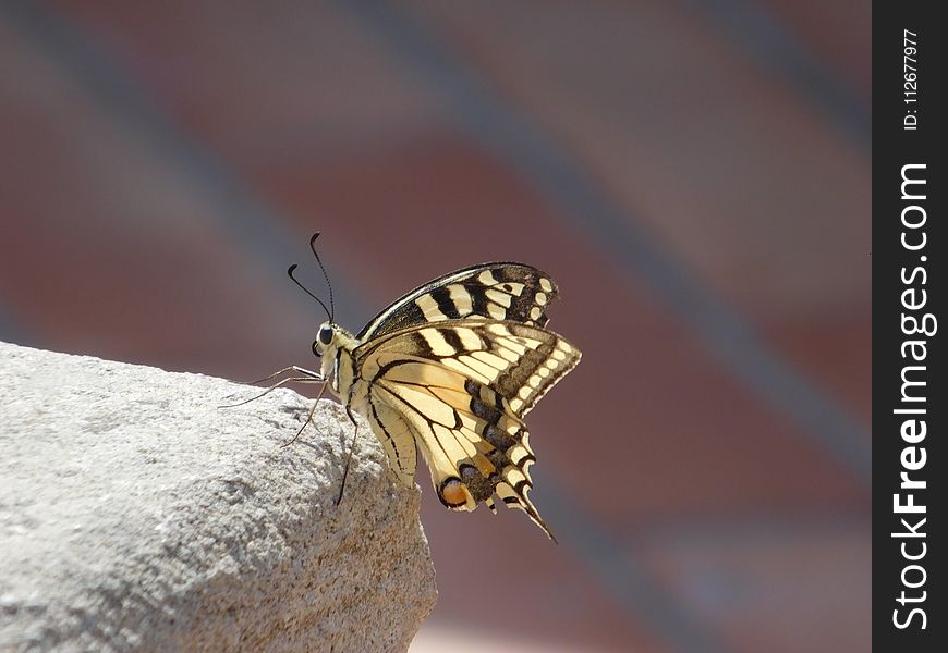 Insect, Butterfly, Moths And Butterflies, Invertebrate