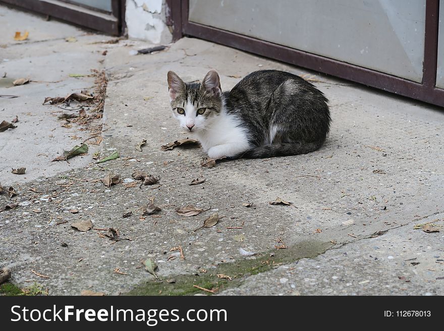 Cat, Fauna, Small To Medium Sized Cats, Cat Like Mammal