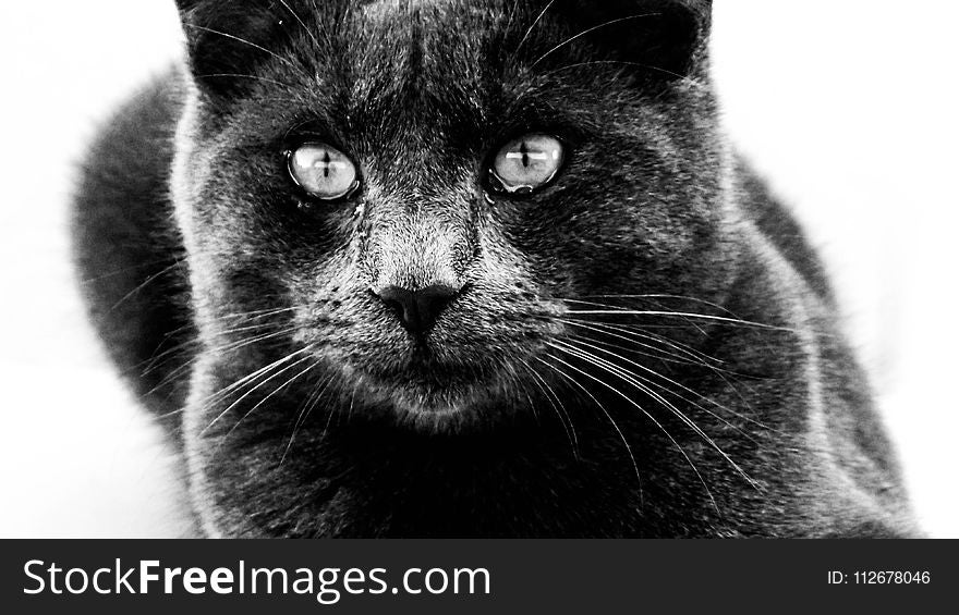 Cat, Black Cat, Whiskers, Black