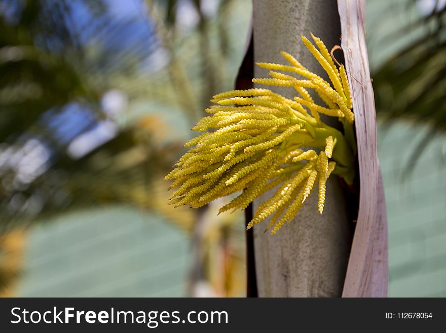 Yellow, Flora, Flower, Plant