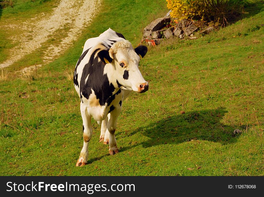 Cattle Like Mammal, Dairy Cow, Pasture, Grassland