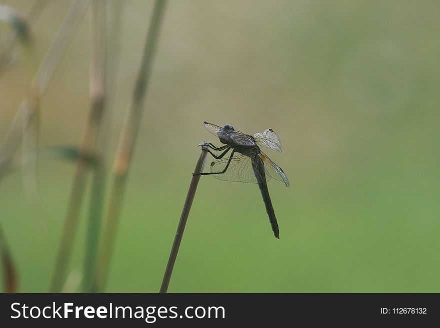 Insect, Dragonfly, Dragonflies And Damseflies, Fauna