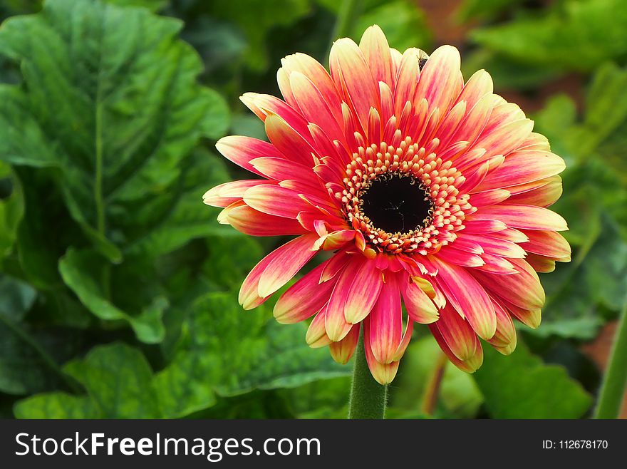 Flower, Plant, Flora, Gerbera