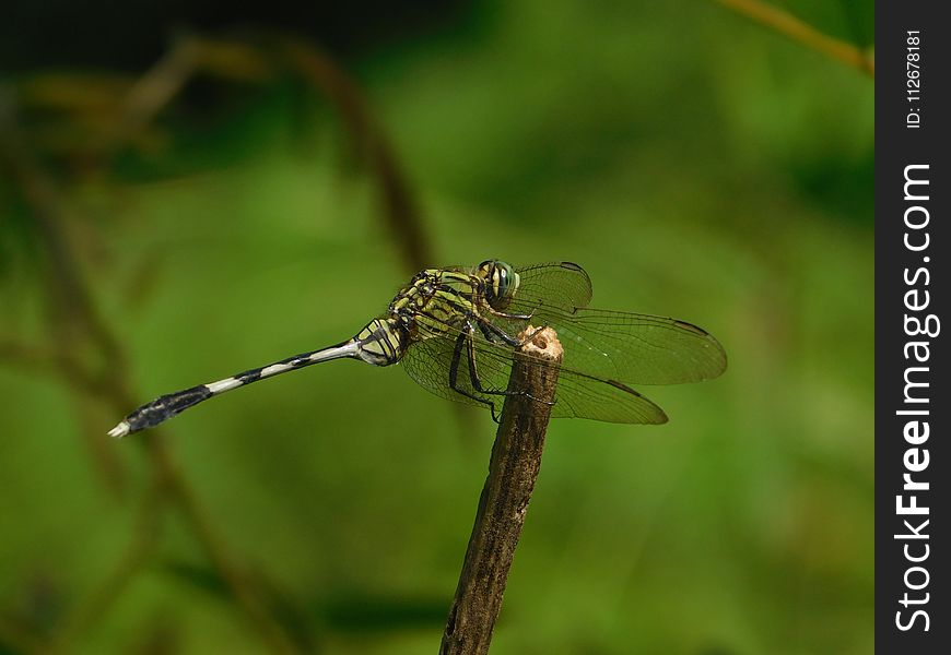 Dragonfly, Insect, Dragonflies And Damseflies, Damselfly