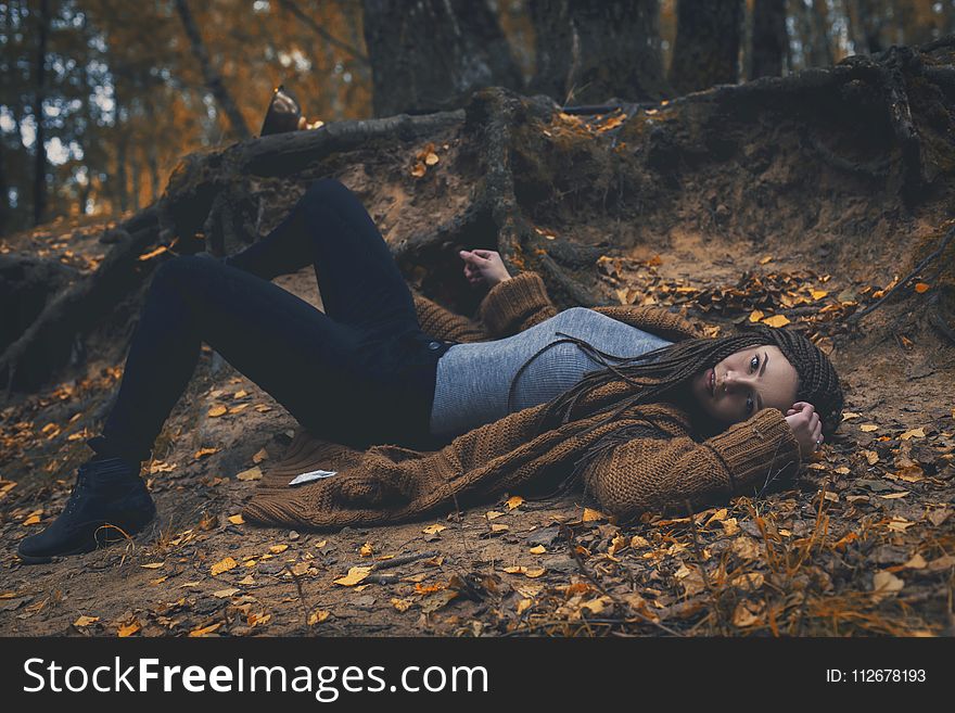 Tree, Woody Plant, Forest, Autumn