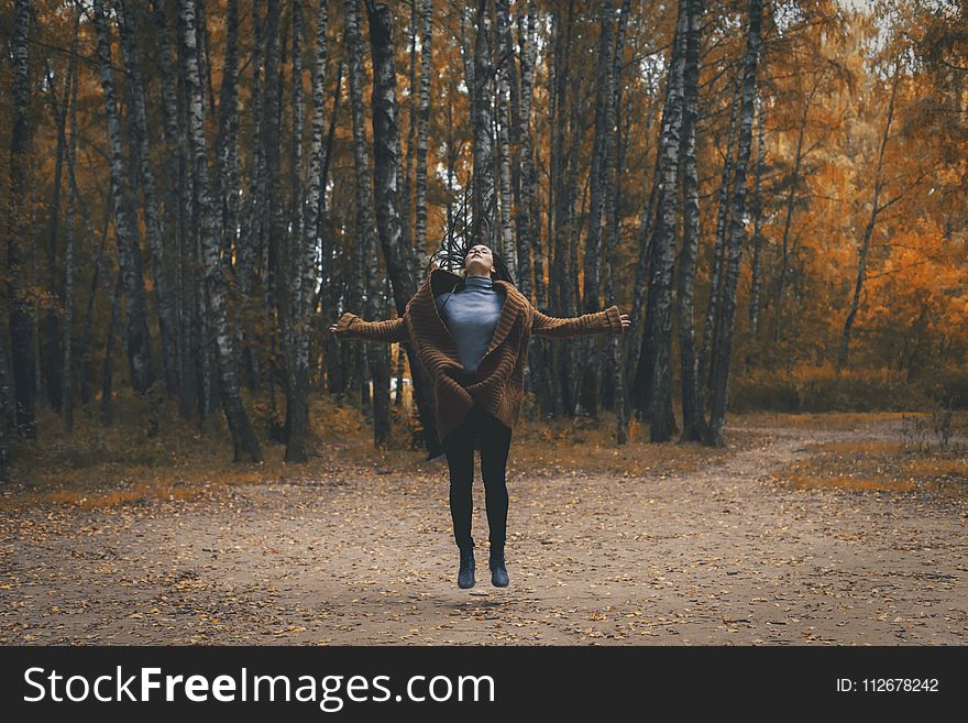 Tree, Nature, Woody Plant, Path