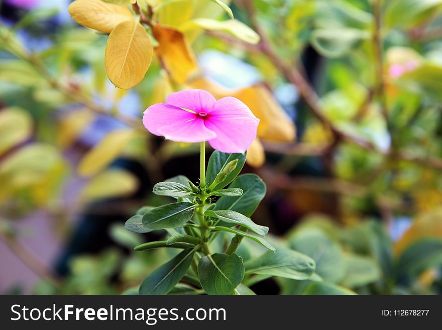 Flower, Plant, Flora, Leaf