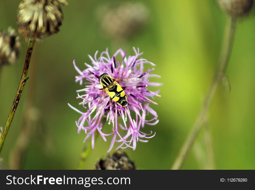 Flower, Flora, Bee, Nectar