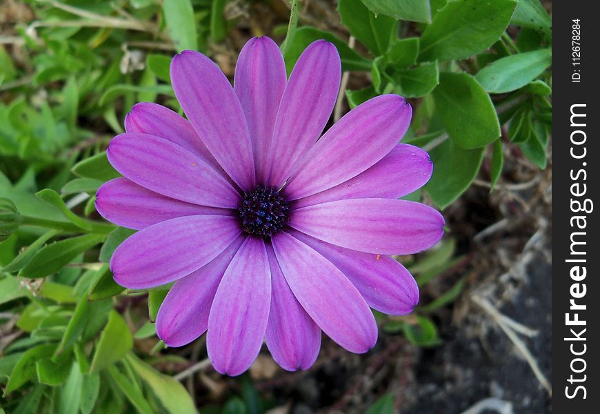 Flower, Flora, Plant, Purple