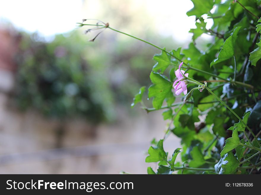 Branch, Leaf, Flora, Plant