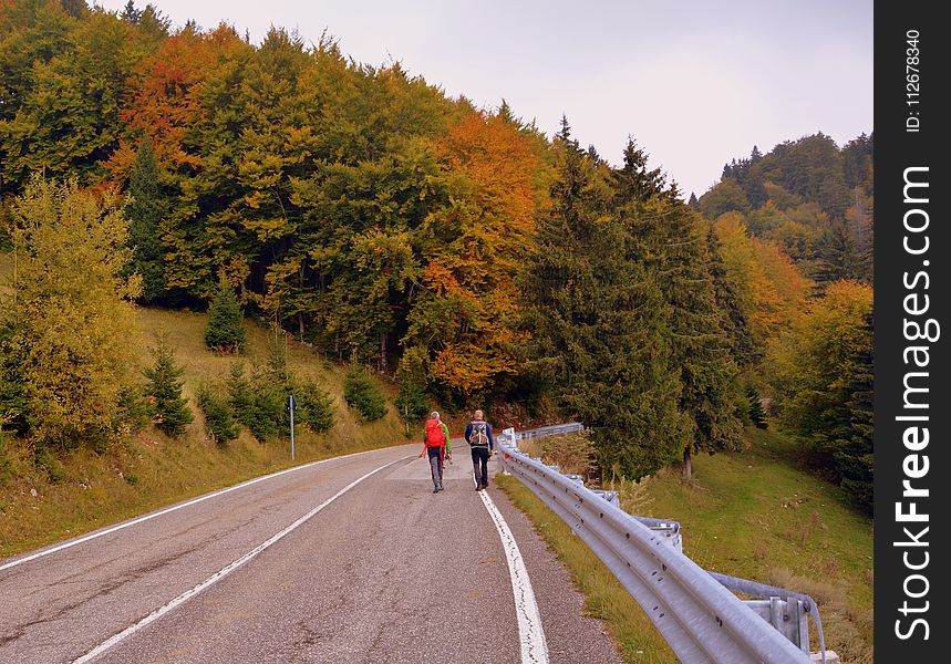 Road, Nature, Path, Autumn