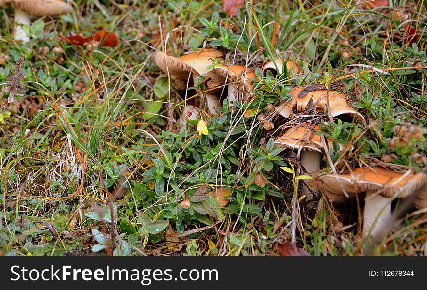 Fungus, Leaf, Mushroom, Edible Mushroom