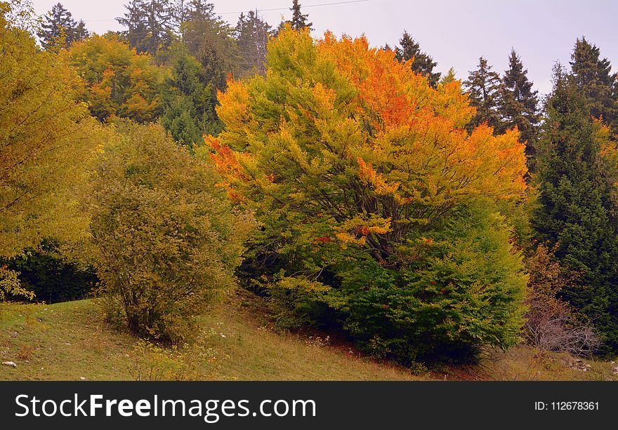 Temperate Broadleaf And Mixed Forest, Ecosystem, Tree, Vegetation