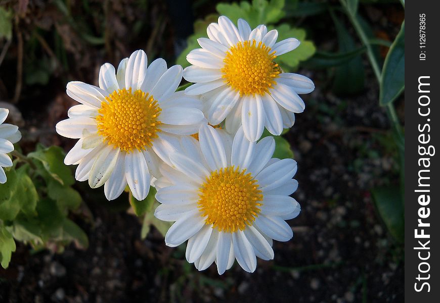 Flower, Oxeye Daisy, Plant, Chamaemelum Nobile