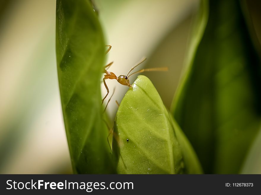 Insect, Leaf, Macro Photography, Pest