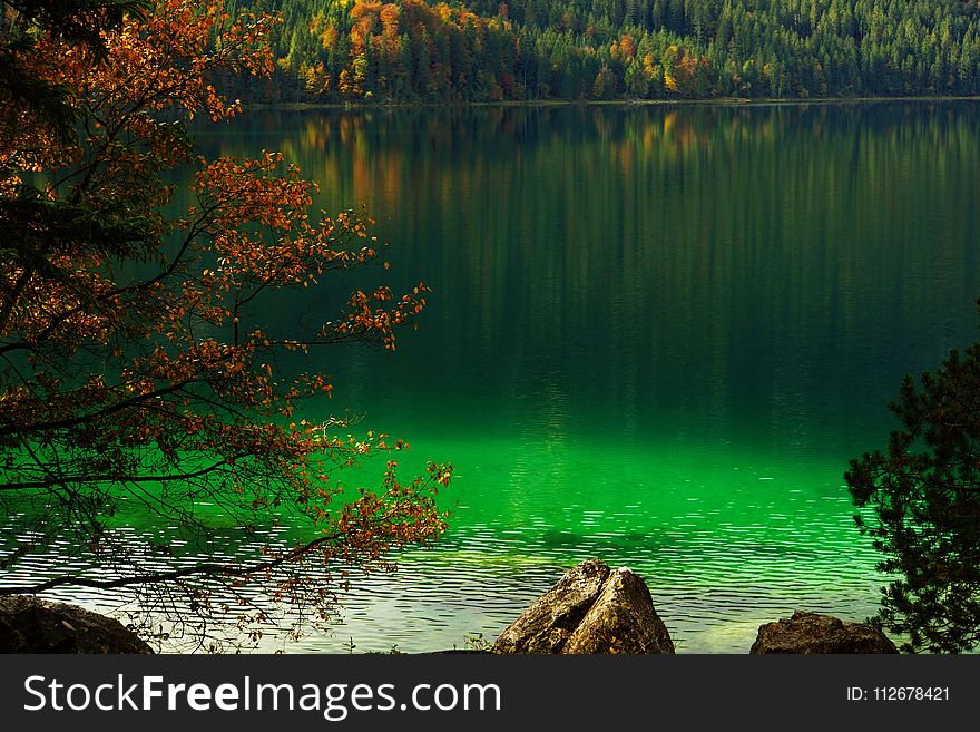 Nature, Green, Vegetation, Nature Reserve