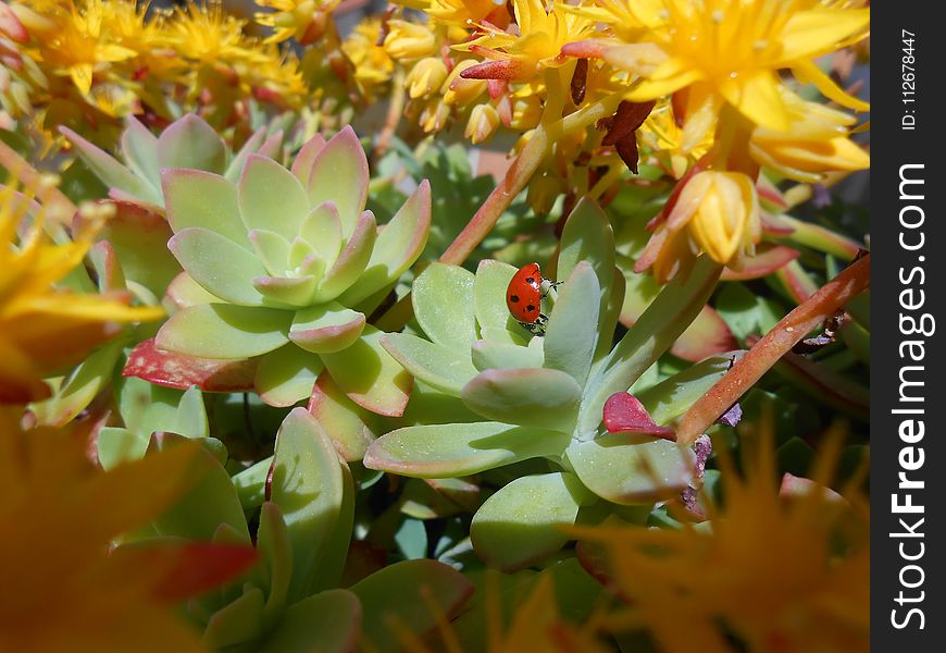 Flower, Plant, Flora, Yellow