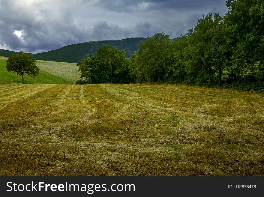 Grassland, Field, Sky, Pasture