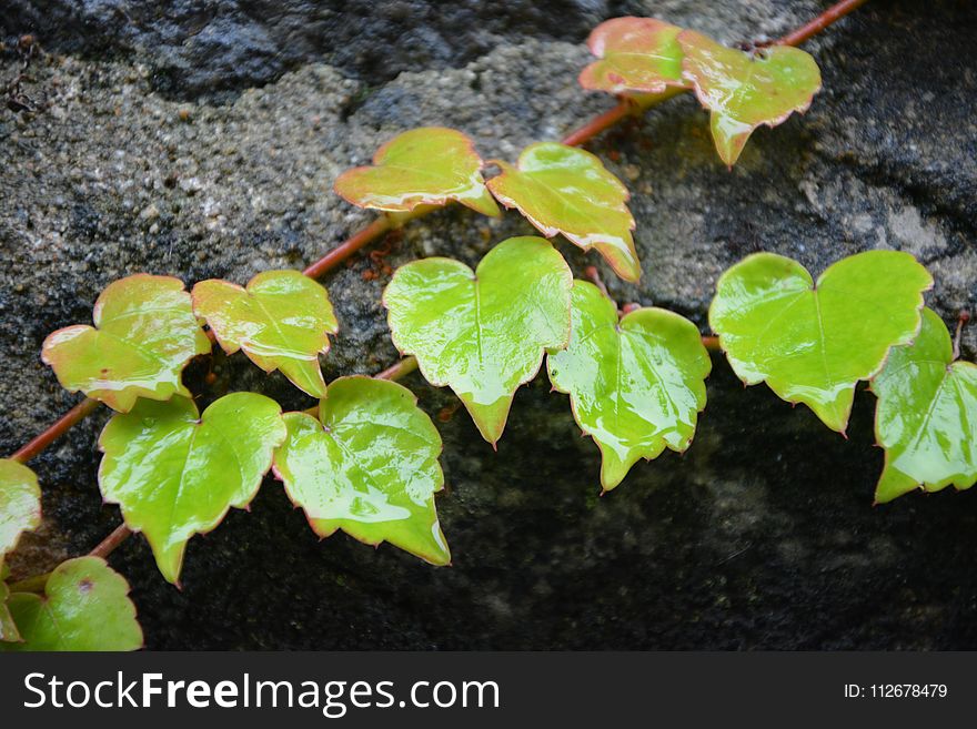 Plant, Leaf, Flora, Ivy