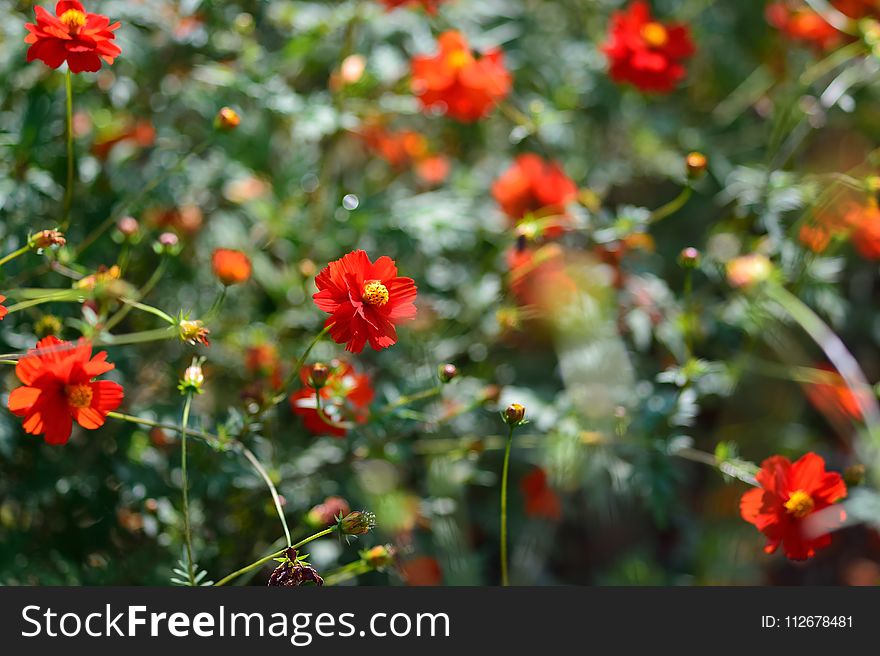 Flower, Flora, Vegetation, Plant