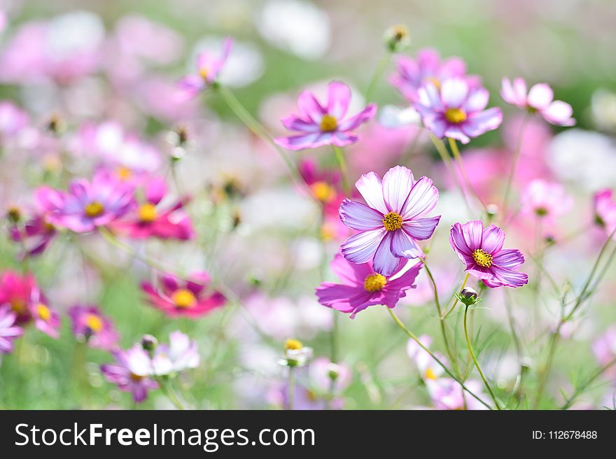 Flower, Garden Cosmos, Plant, Flowering Plant