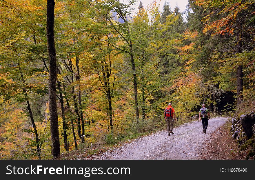 Path, Nature, Autumn, Leaf