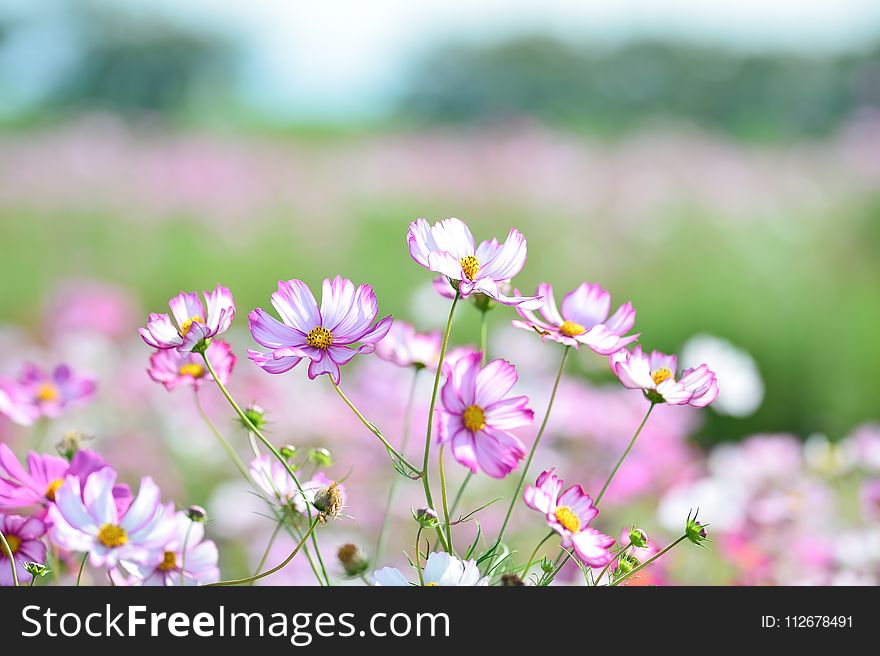 Flower, Pink, Flora, Plant