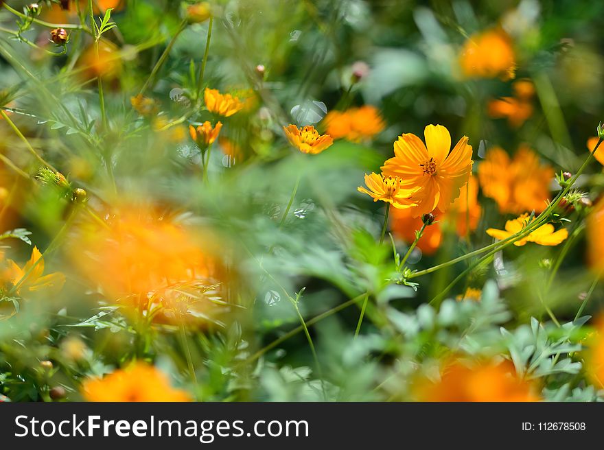 Flower, Yellow, Vegetation, Wildflower