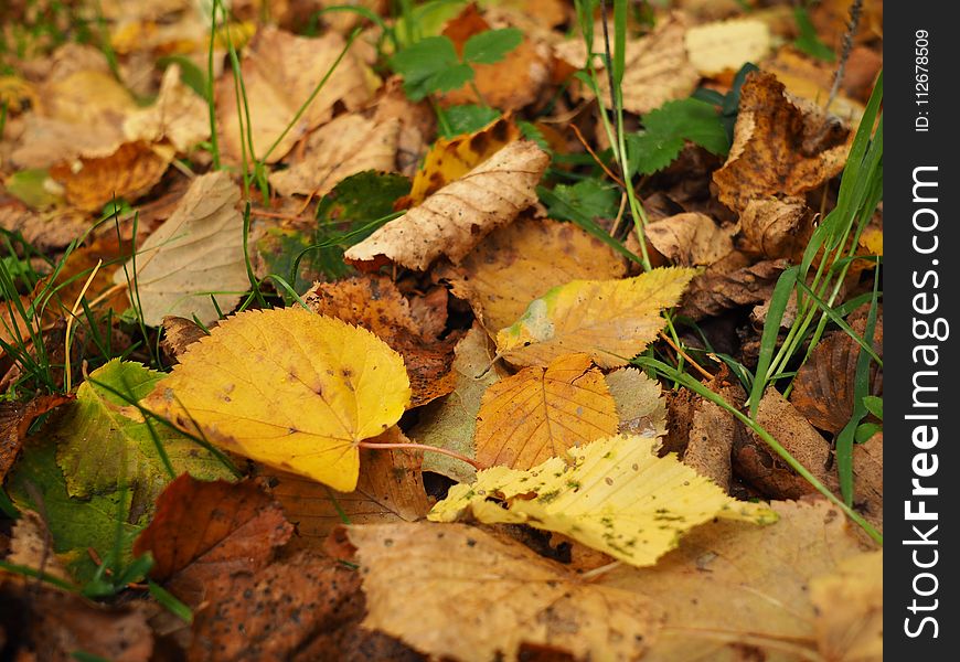 Leaf, Fungus, Deciduous, Autumn