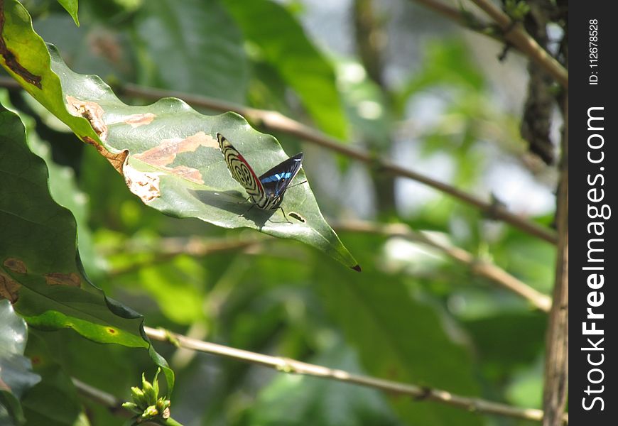 Insect, Fauna, Leaf, Invertebrate