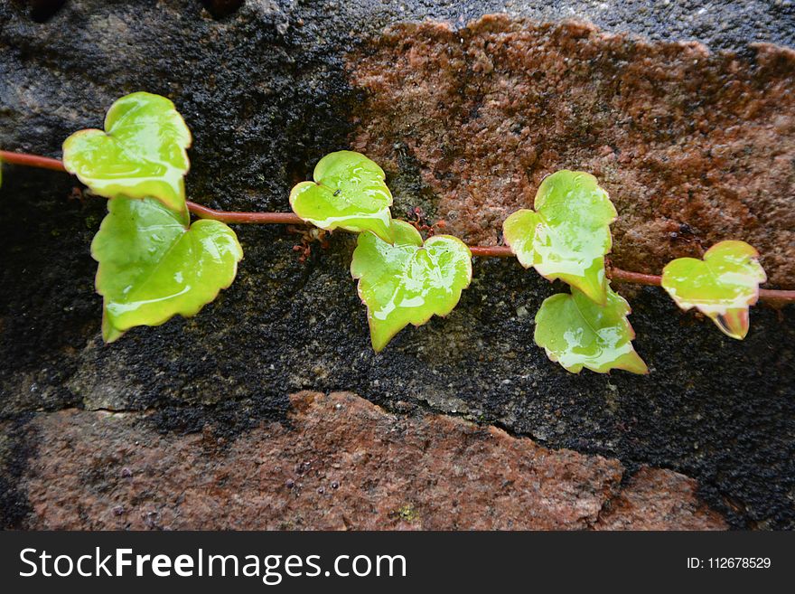 Plant, Leaf, Flora, Leaf Vegetable