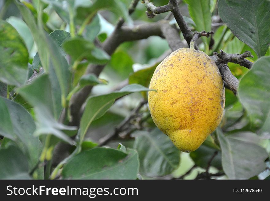 Fruit, Fruit Tree, Citrus, Produce