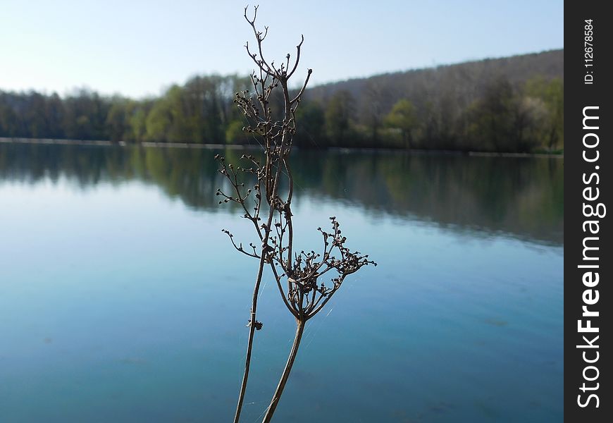 Water, Lake, Reflection, Tree