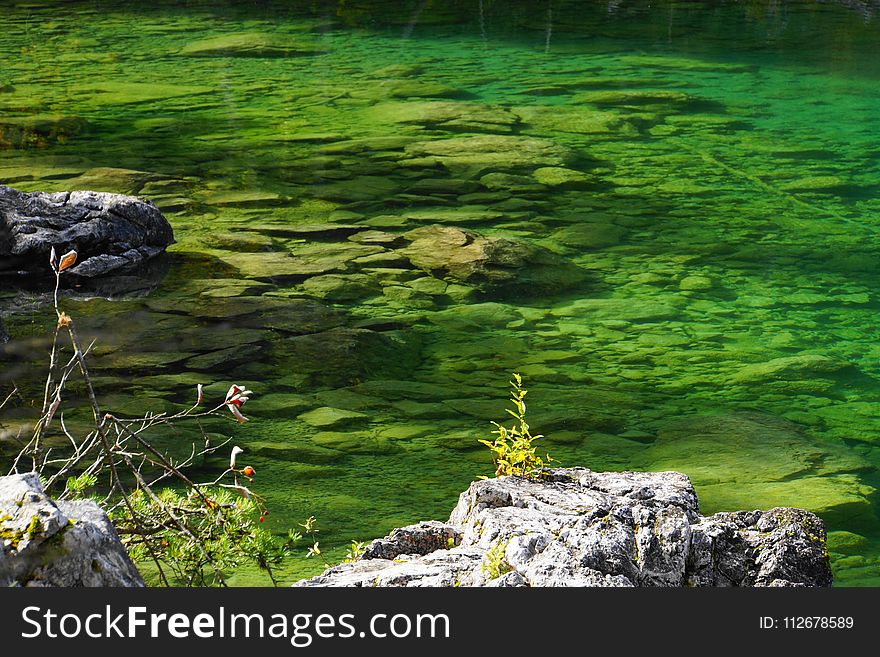 Nature, Vegetation, Water, Reflection