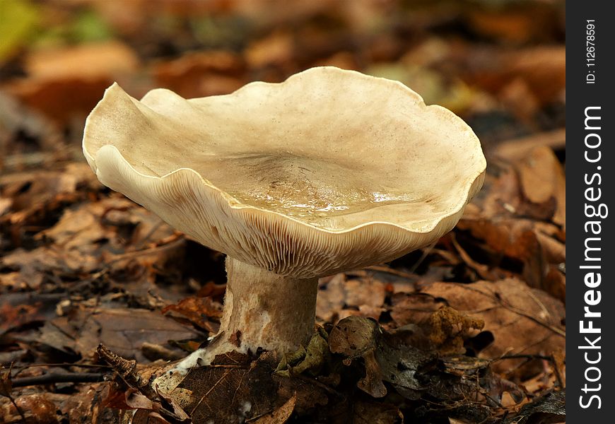 Fungus, Mushroom, Medicinal Mushroom, Agaricaceae